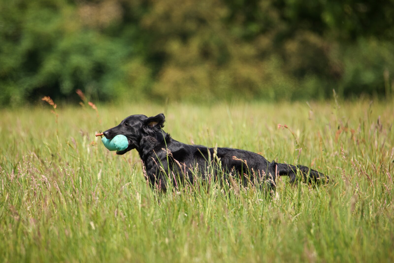 Etti lying in tall grass holding a training dummy