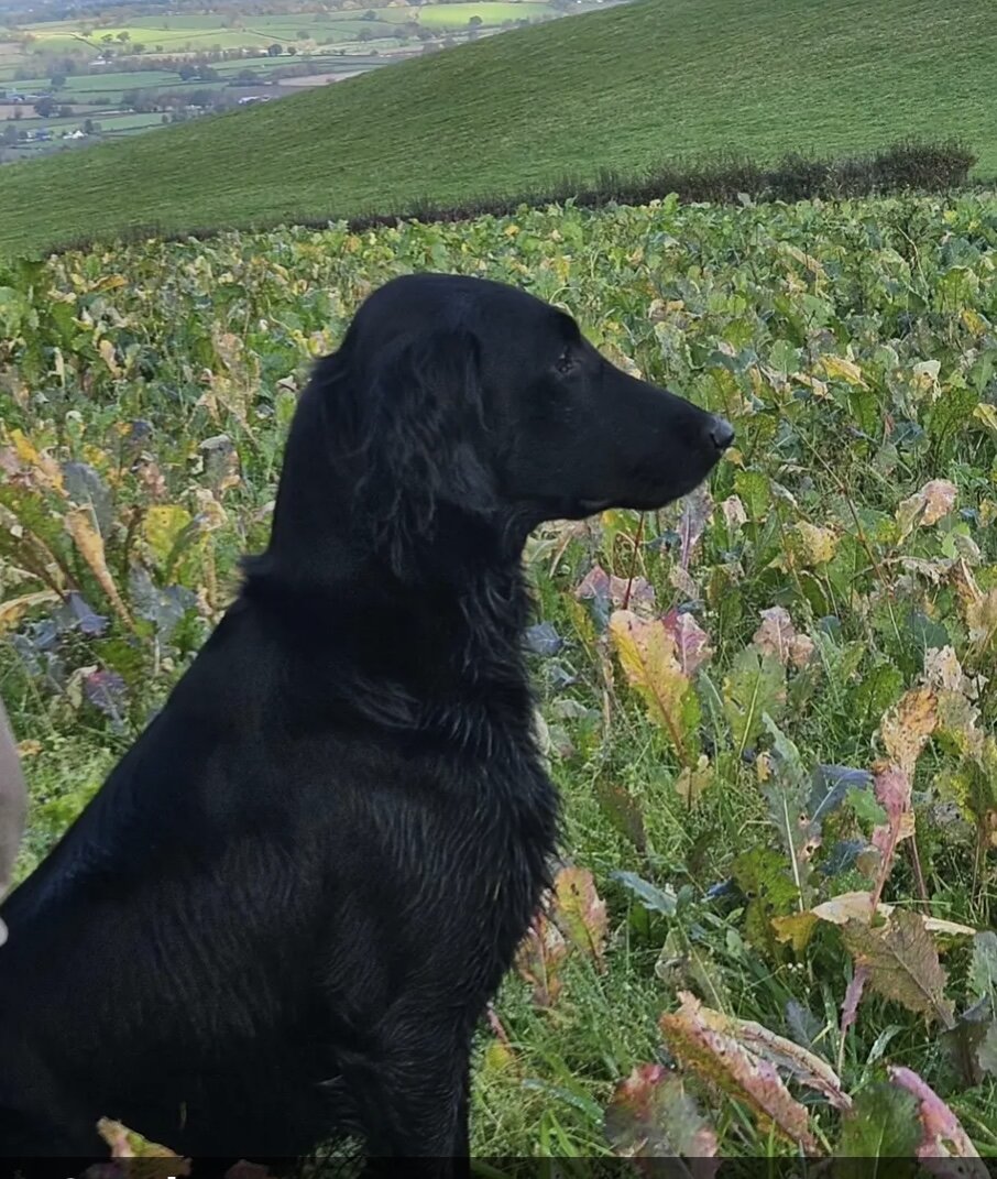 Etti sitting attentively on a lead